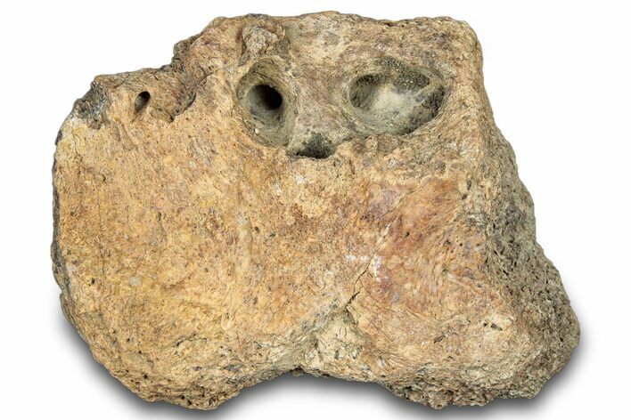 Dinosaur (Triceratops) Skull Section - Montana #303415